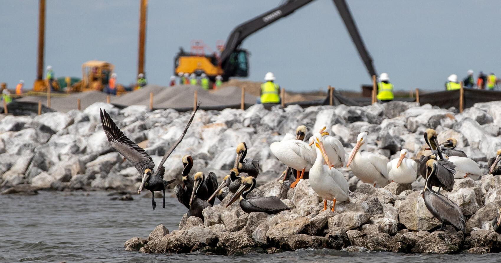 Rebuilt barrier islands are restoring brown pelican numbers | Environment - Vimarsana News