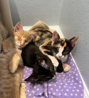 Three 'blind' kittens, displaced by Hurricane Ida, find a home for the holidays