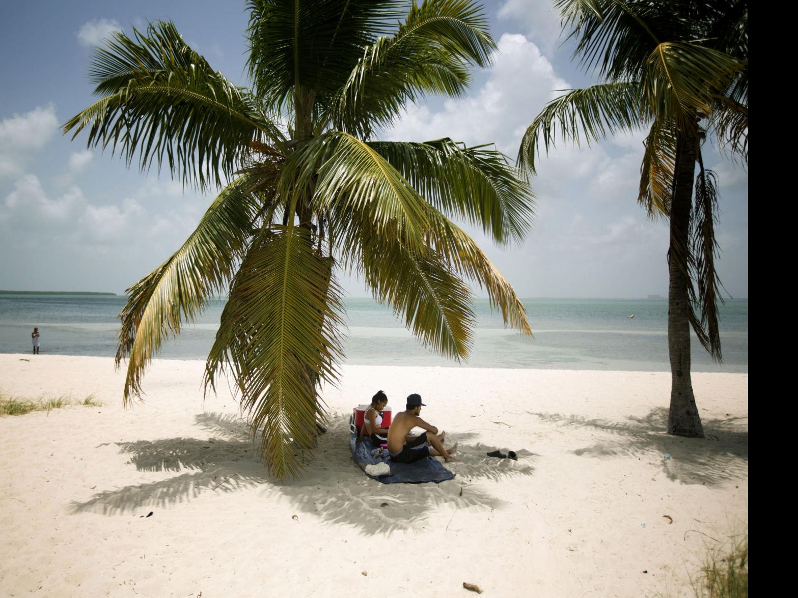 Palm Trees Drying And Dying Iconic Florida Trees Facing Disease Dire Possibilities Environment Nola Com