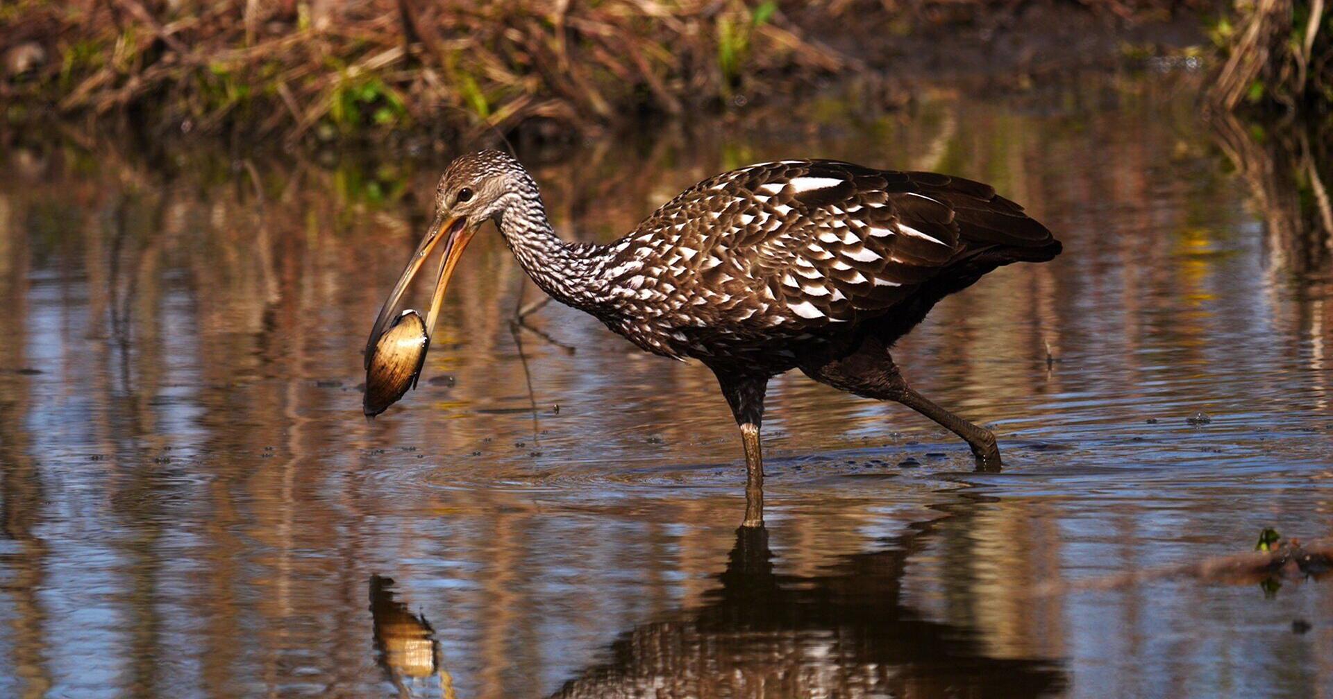 Florida bird flocks to La. to eat apple snail, saving crops | Louisiana Inspired - Vimarsana News