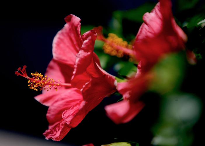 What's causing my hibiscus buds to drop off before opening? Dan Gill's