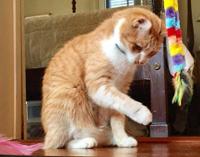 The Cat S Meow What The Sophisti Cats Want For The Holidays