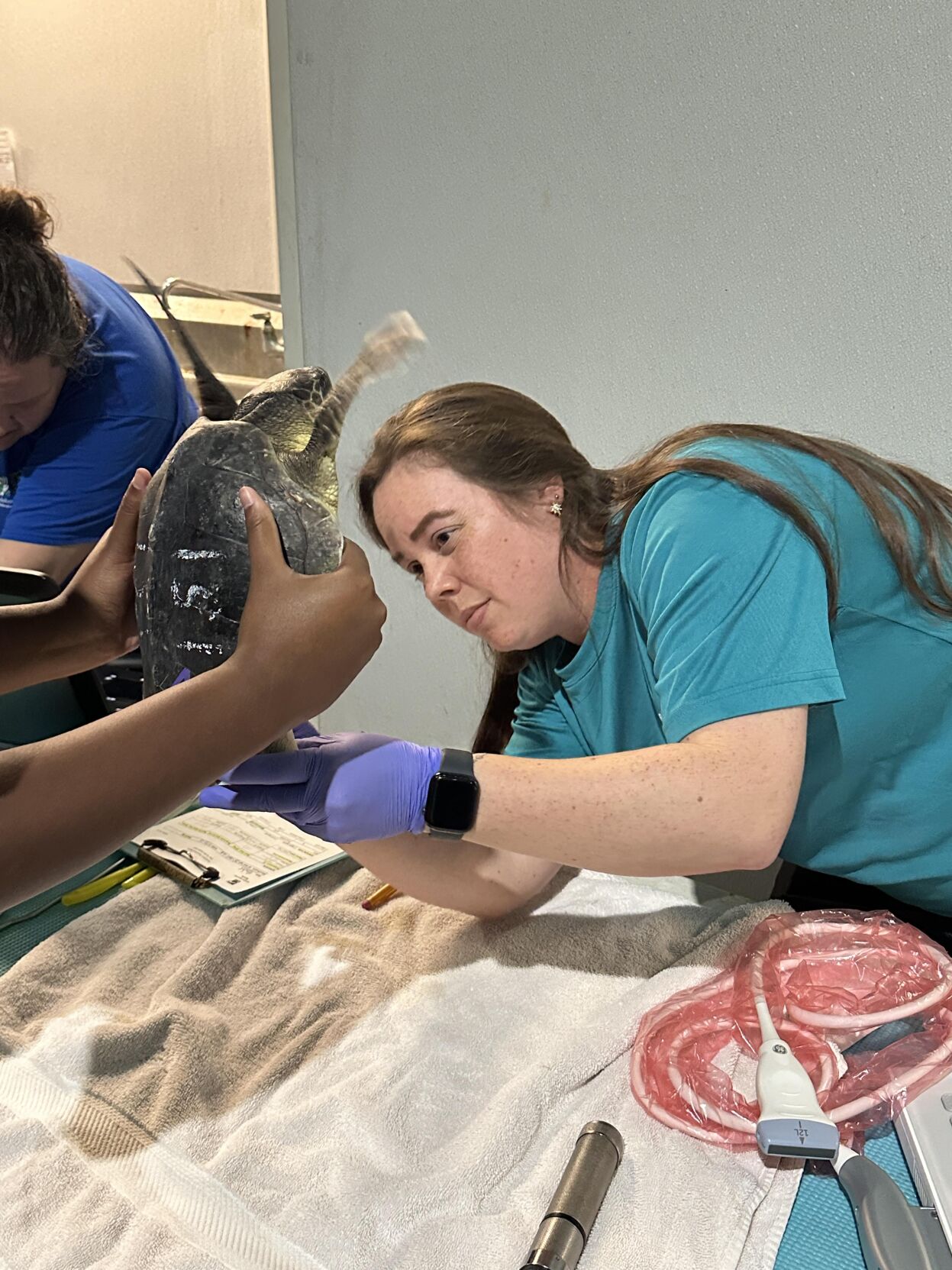 Endangered sea turtles flown to New Orleans for medical care ...