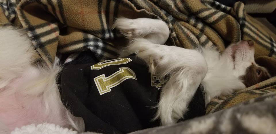 The Who-Dog Nation: See photos of the New Orleans Saints' furry