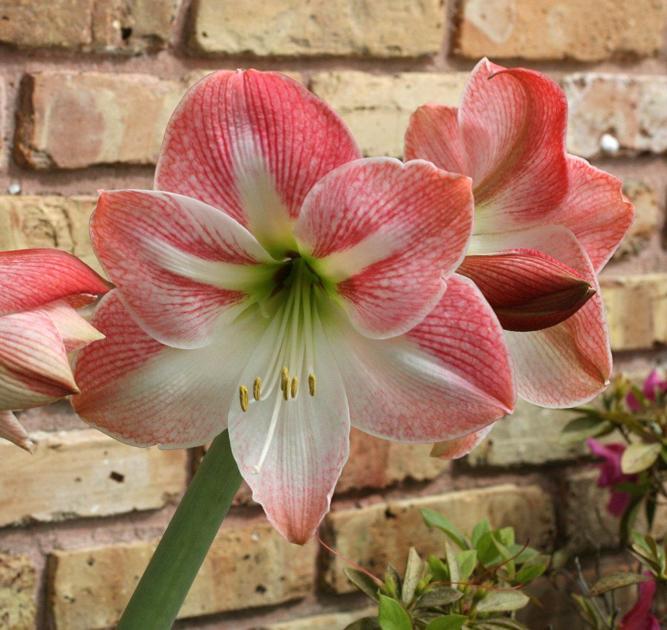 After an amaryllis blooms, remove the stalk Home/Garden