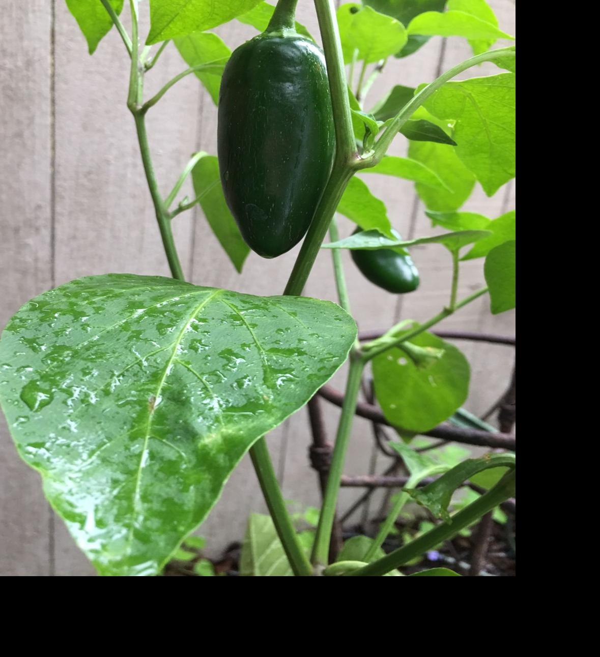 A jalapeno plant that doesn't produce peppers; pruning blackberry bushes; and growing avocados