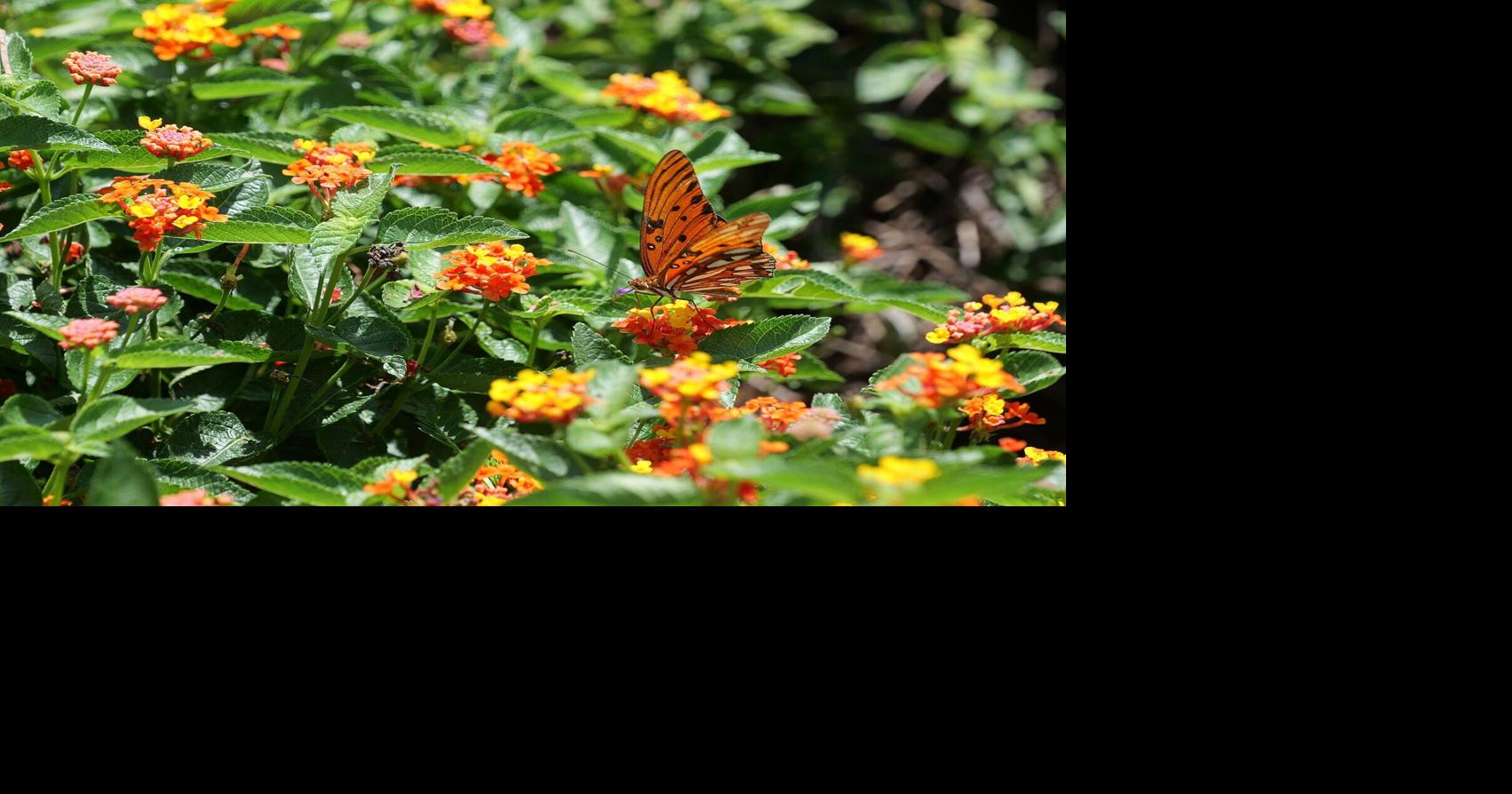 Lantanas bloom, attract pollinators right on through fall. Look for new Cherry Sunrise next spring