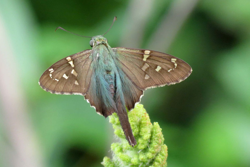 Louisiana butterflies See 28 winged beauties that call our state home