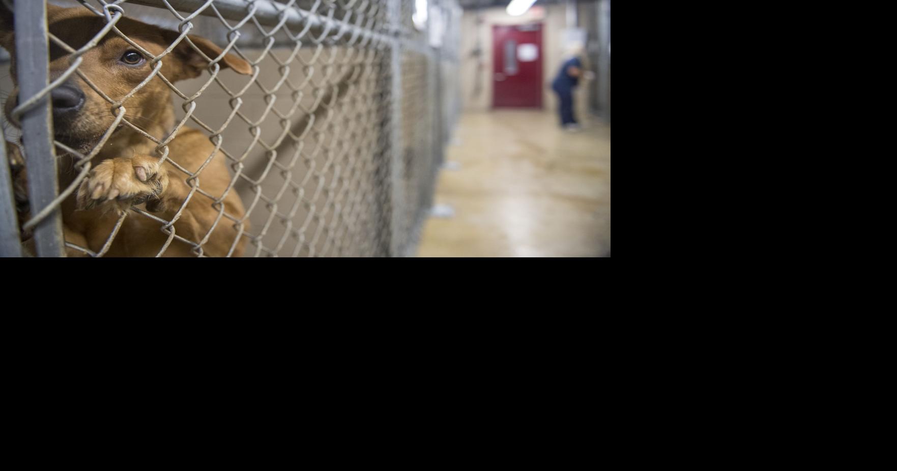 St. Tammany Parish to consider raising four property taxes One