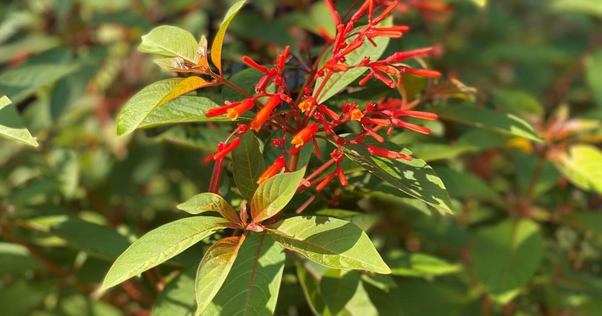 Want to attract hummingbirds this fall? Plant vibrantly-colored perennials: LSU Garden News