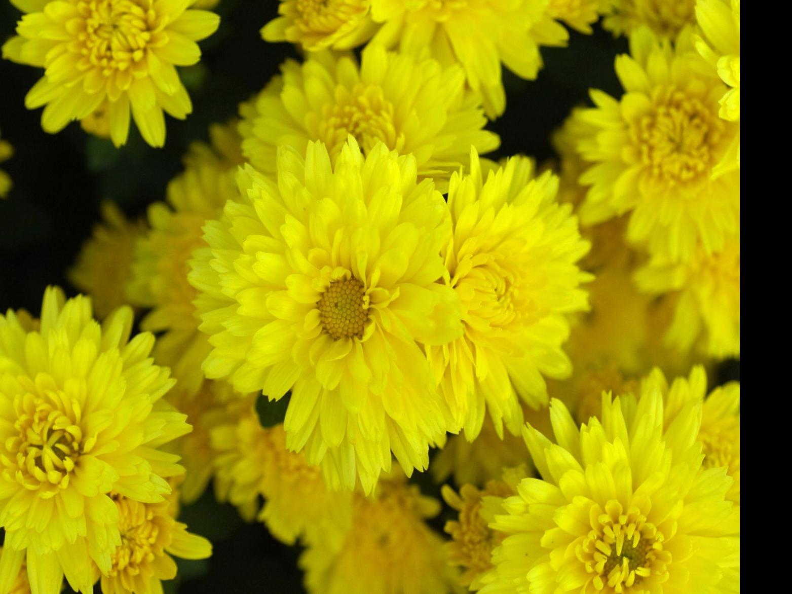 Nothing Says It S Fall Garden Time Like Classic Chrysanthemums Which Come In Many Hues Nola Com