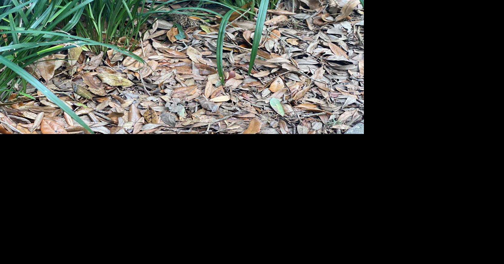 White fungi can be a good thing In a mulch or compost pile, it helps