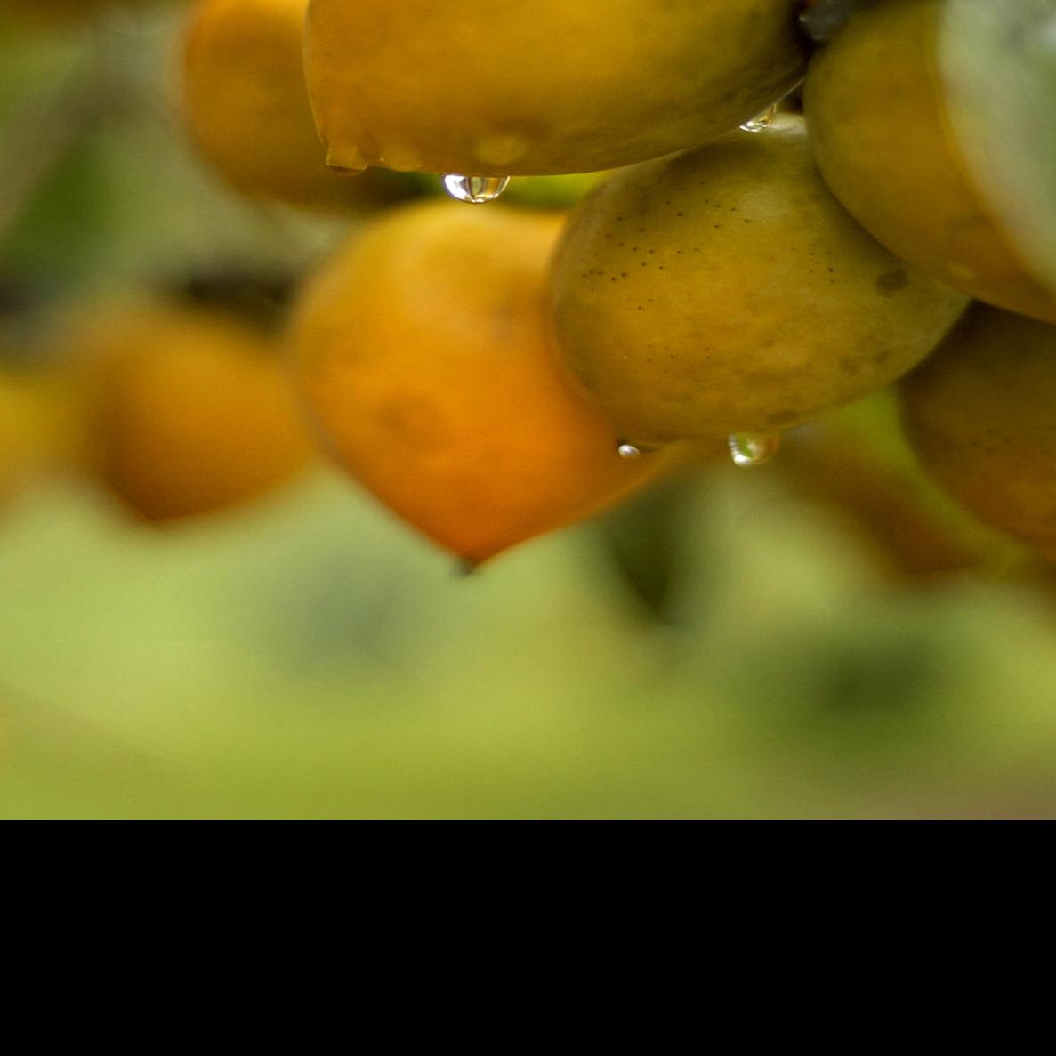 Garden Advice Persimmon Tree Without Fruit It Just Takes Time Home Garden Nola Com