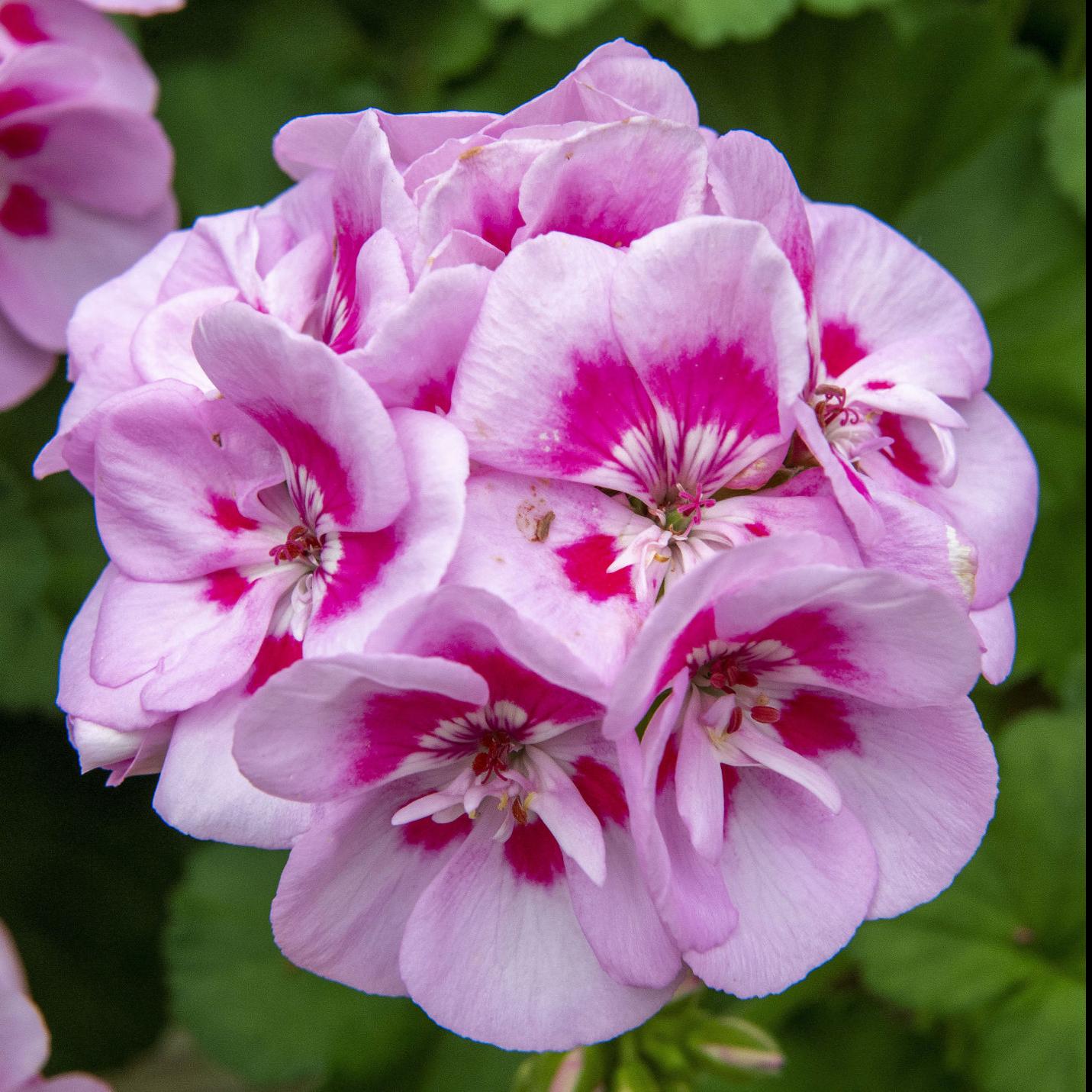 How to save geranium if the flower wilted