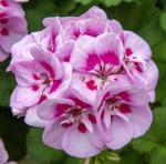 Geraniums don't take the heat well here, but if they survive, they'll come back in the fall