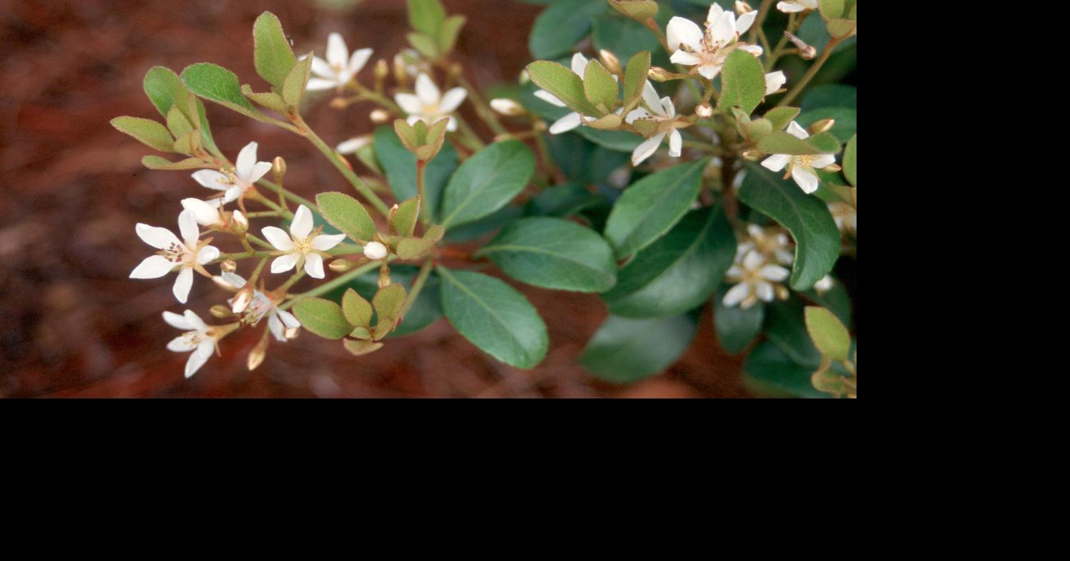 Plant hardy, cool-season flowers in the fall for winter blooms in your Louisiana garden