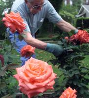 It's time for a major pruning of repeat-flower roses. Don't be shy - it will mean more blooms in spring