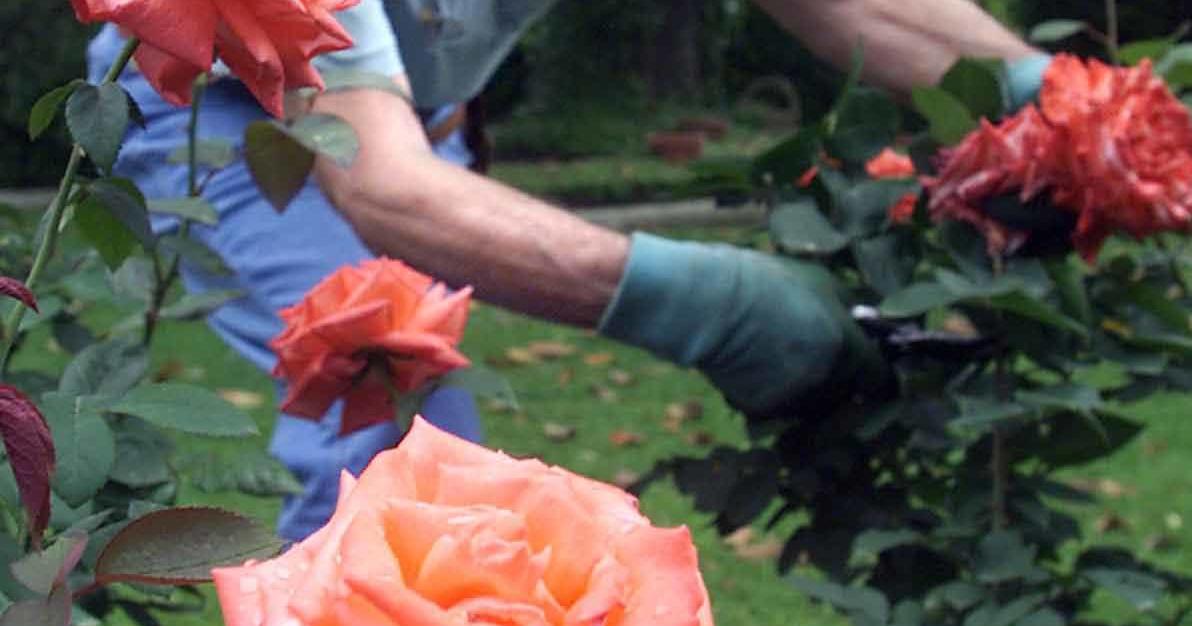 It’s time for a major pruning of repeat-flower roses | Home/Garden