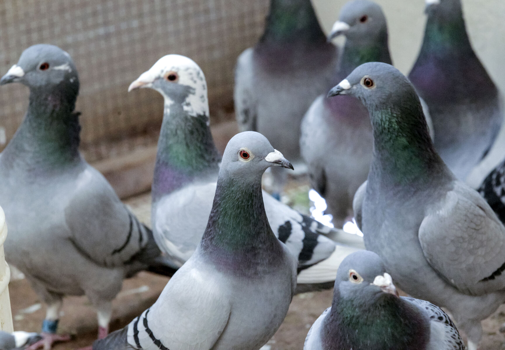 New Orleans D-Day pigeon race will honor messengers of WWII