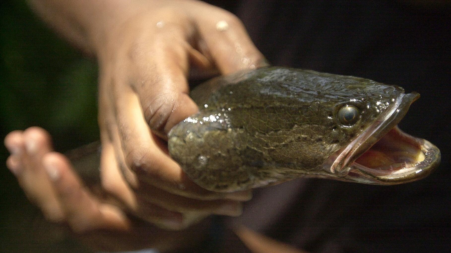 Snakehead, aggressive, air-breathing fish, invades Louisiana, Environment