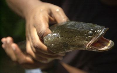 Invasive snakehead fish