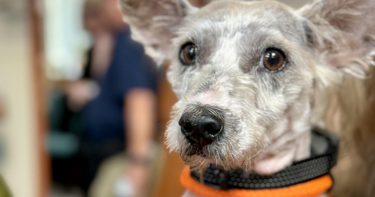 Saints player’s cleats to feature notorious New Orleans runaway Scrim this Sunday vs. Falcons