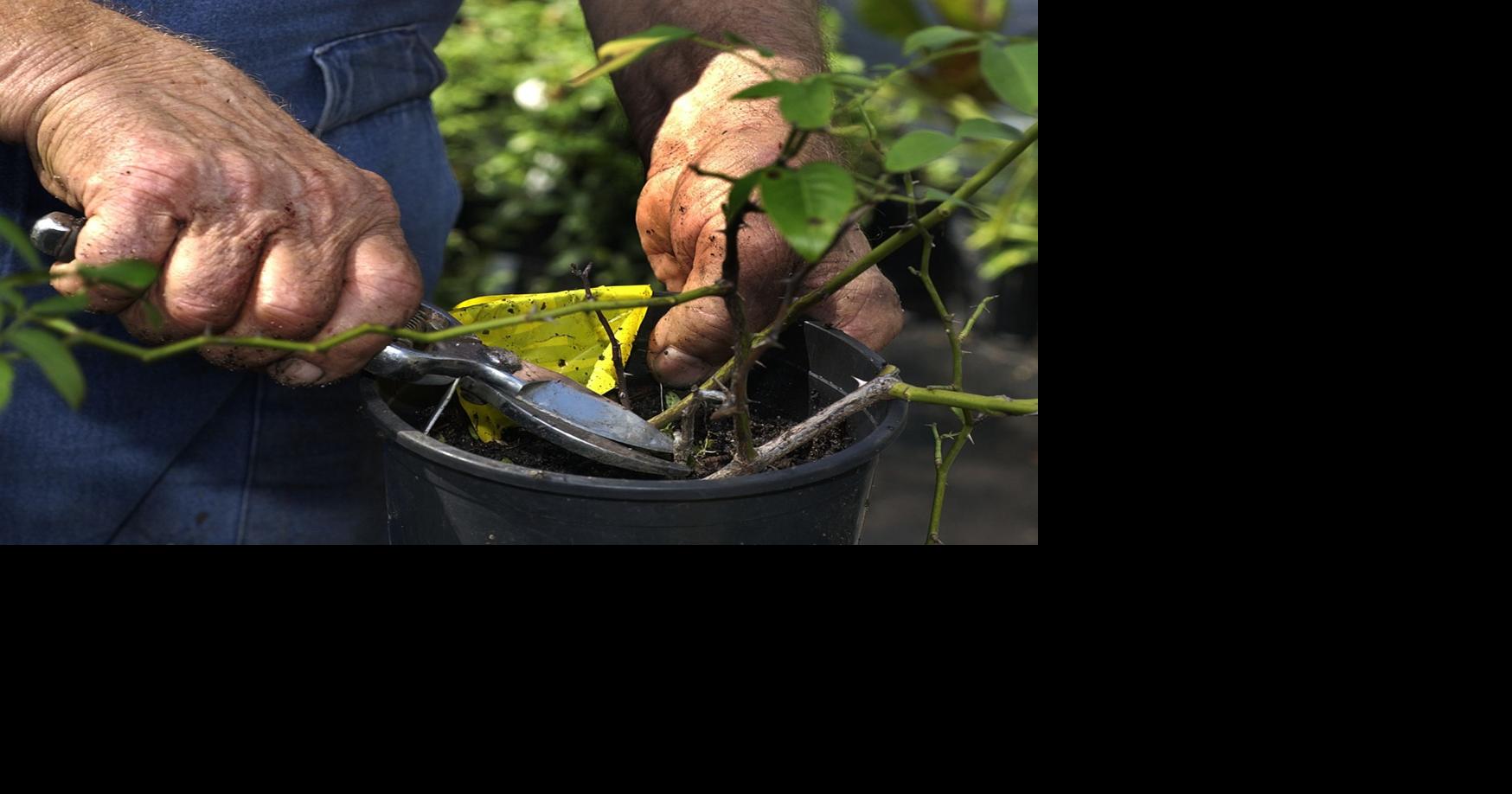 Layering is an easy and reliable way to propagate favorite plants. Here's what to know.
