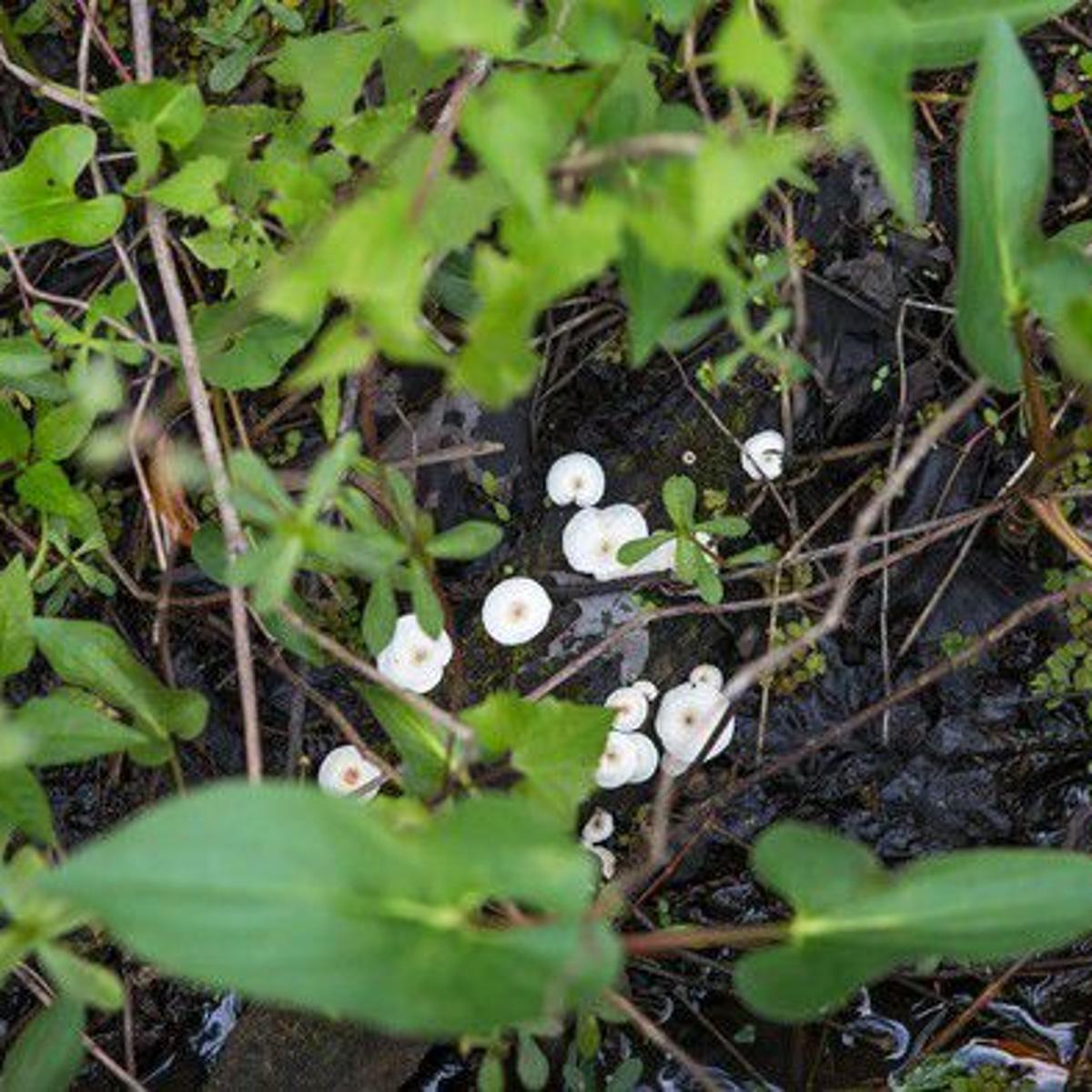 Why You Might Find Mushrooms Growing In Your House Plants Home