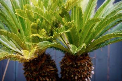 Sago Palm Pups Can Be Cut To Start New Plants Get Rid Of Snails
