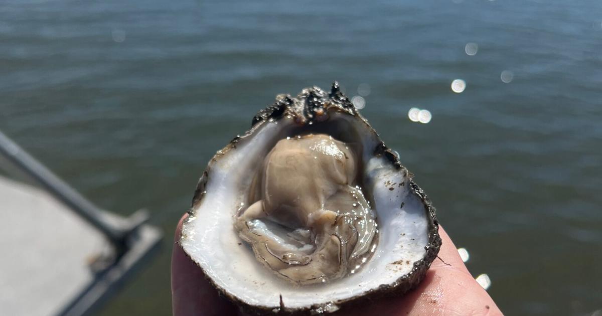 Three men cited for taking thousands of oysters from polluted waters in Terrebonne Parish