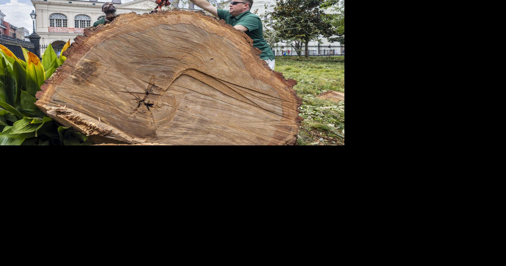 Jackson Square tree that crushed teenager lost branch before | News ...