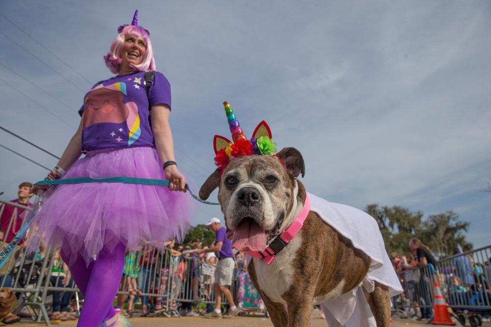 Mardi Paws parade moving to Covington, while a new dog parade sniffs
