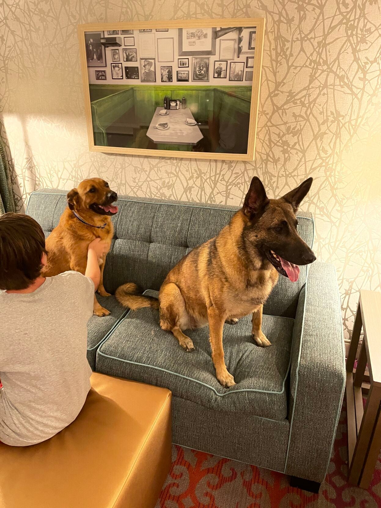 nola.com - Traci Howerton - Should I get pet insurance? Here are some things to consider when making that decision.