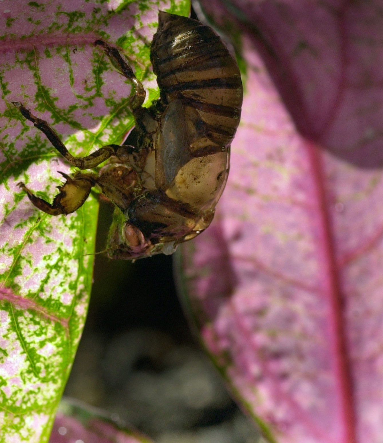cicada holes