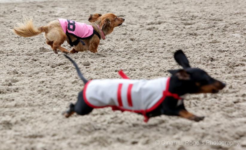 Wiener dog races at Fair Grounds draw a crowd | Entertainment/Life ...