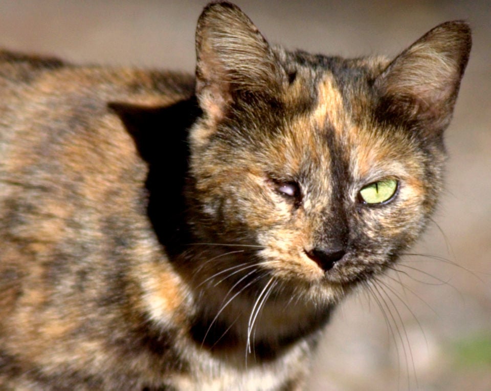 Booming Feral Cat Populations Are A Disaster Science Says Here Are 15 