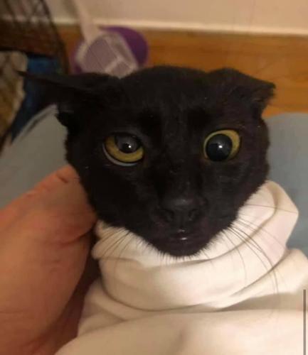 cross eyed black cat