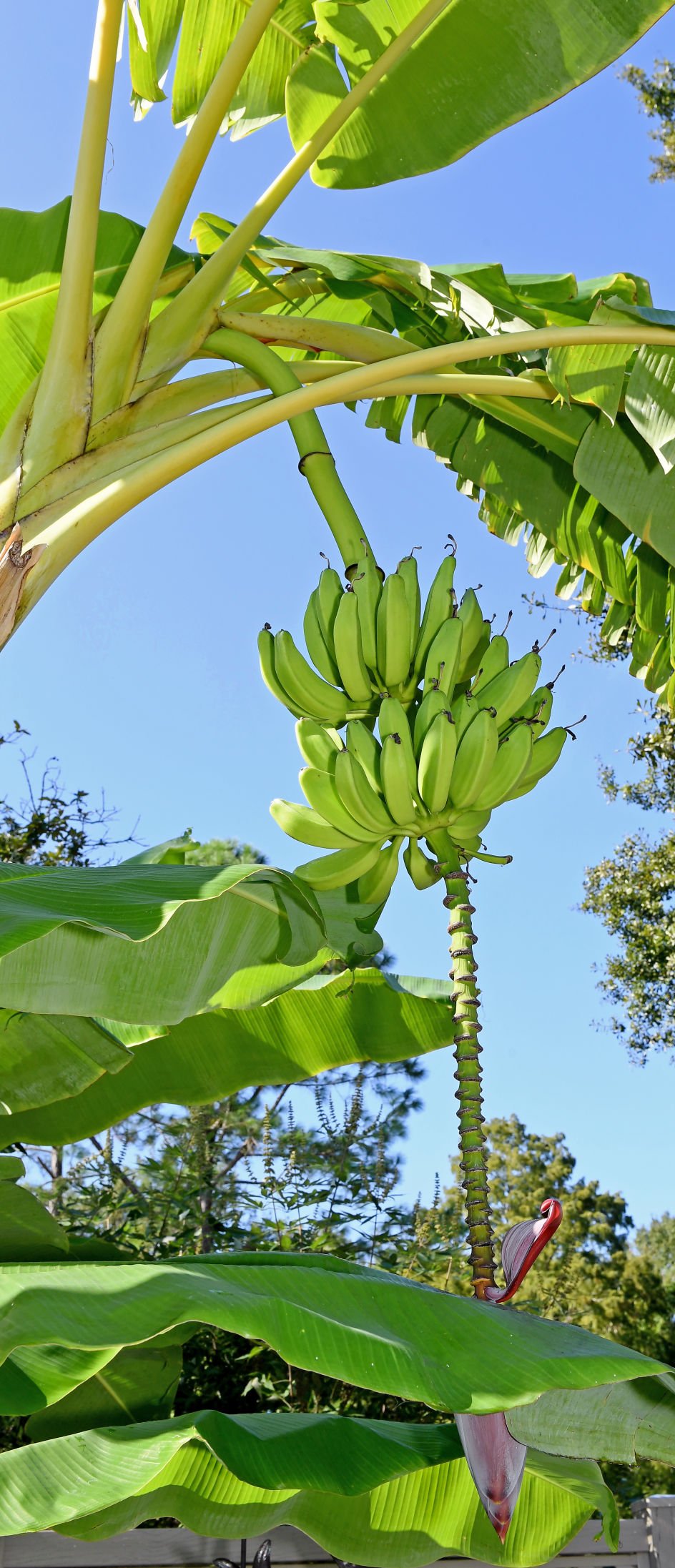 Green banana. Bunch of fresh green bananas on banana farm tree