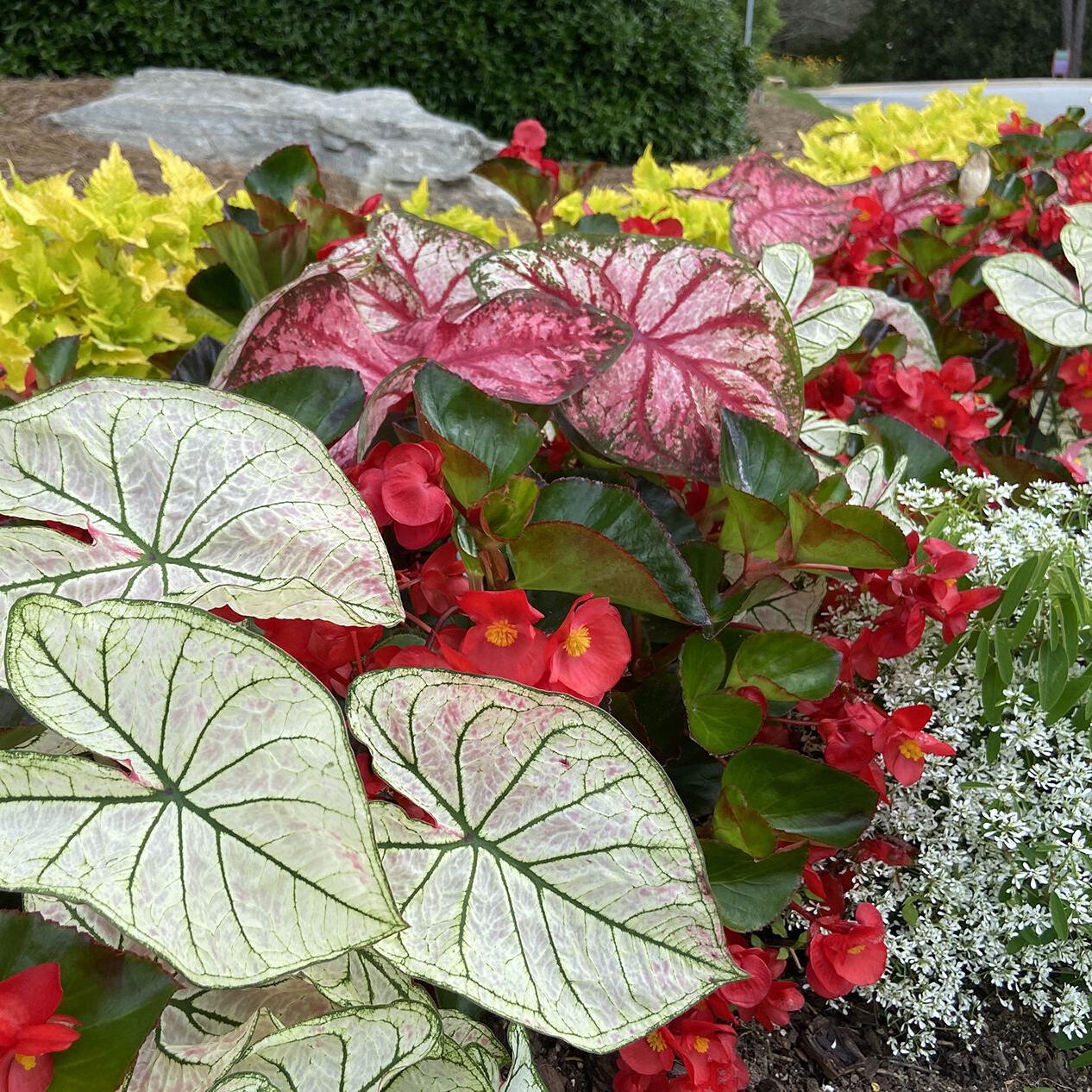 Caladiums' riot of color foliage will rebloom for years | Home/Garden |  nola.com