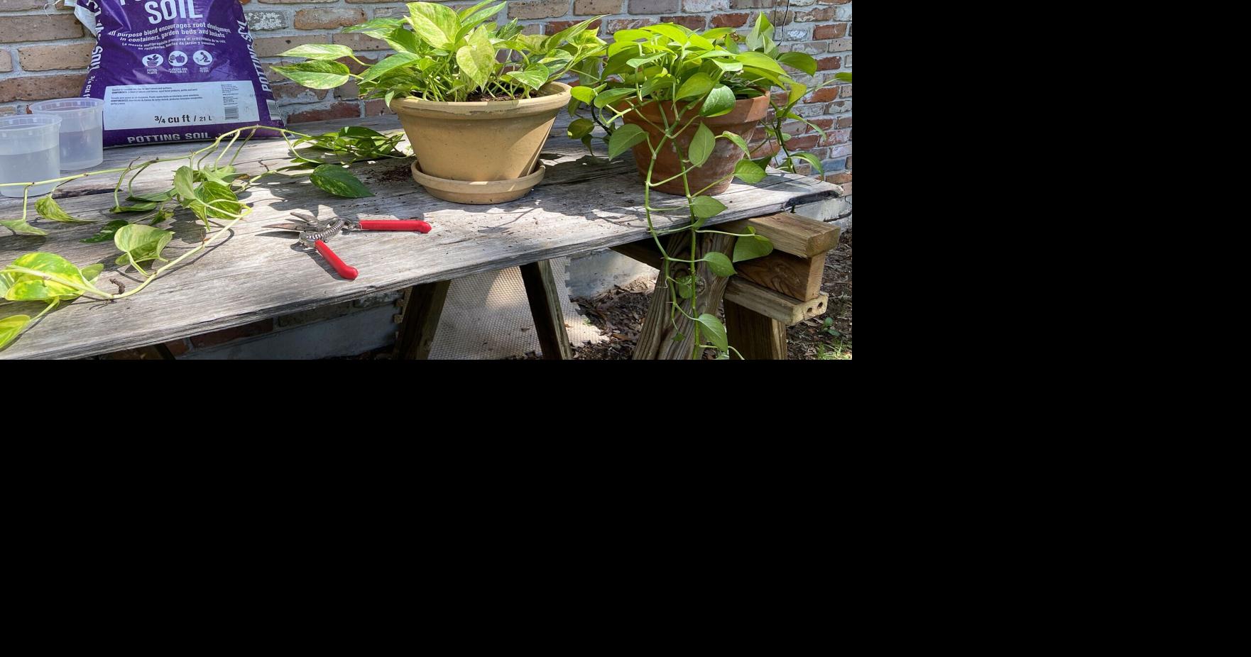 Hard-to-kill pothos is a humble plant that can teach us a lot about growing plants