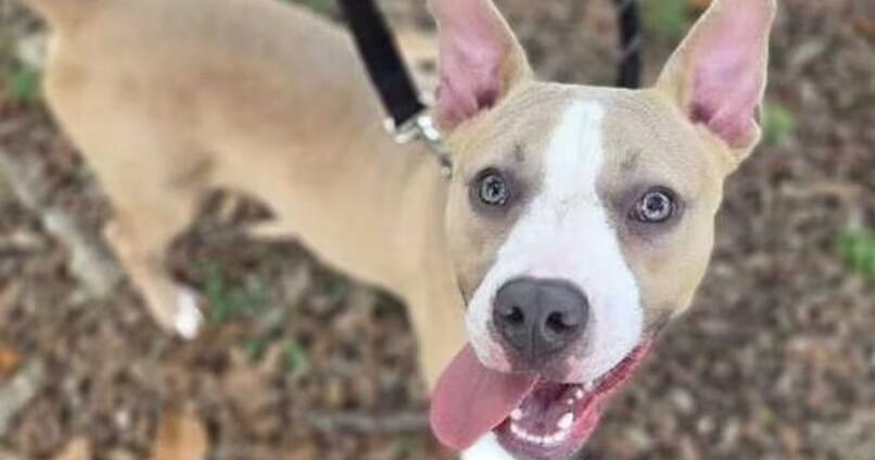 Meet Phillip! He is a loyal sidekick and our pet of the week.