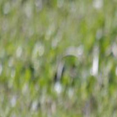 Saving Louisiana S Coast One Nutria Tail At A Time Environment Nola Com