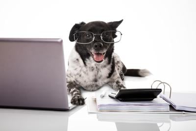 A guide to doing taxes with your pet in mind_lowres