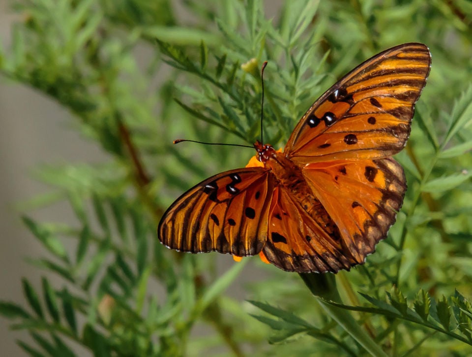 Louisiana Butterflies See 28 Winged Beauties That Call Our State