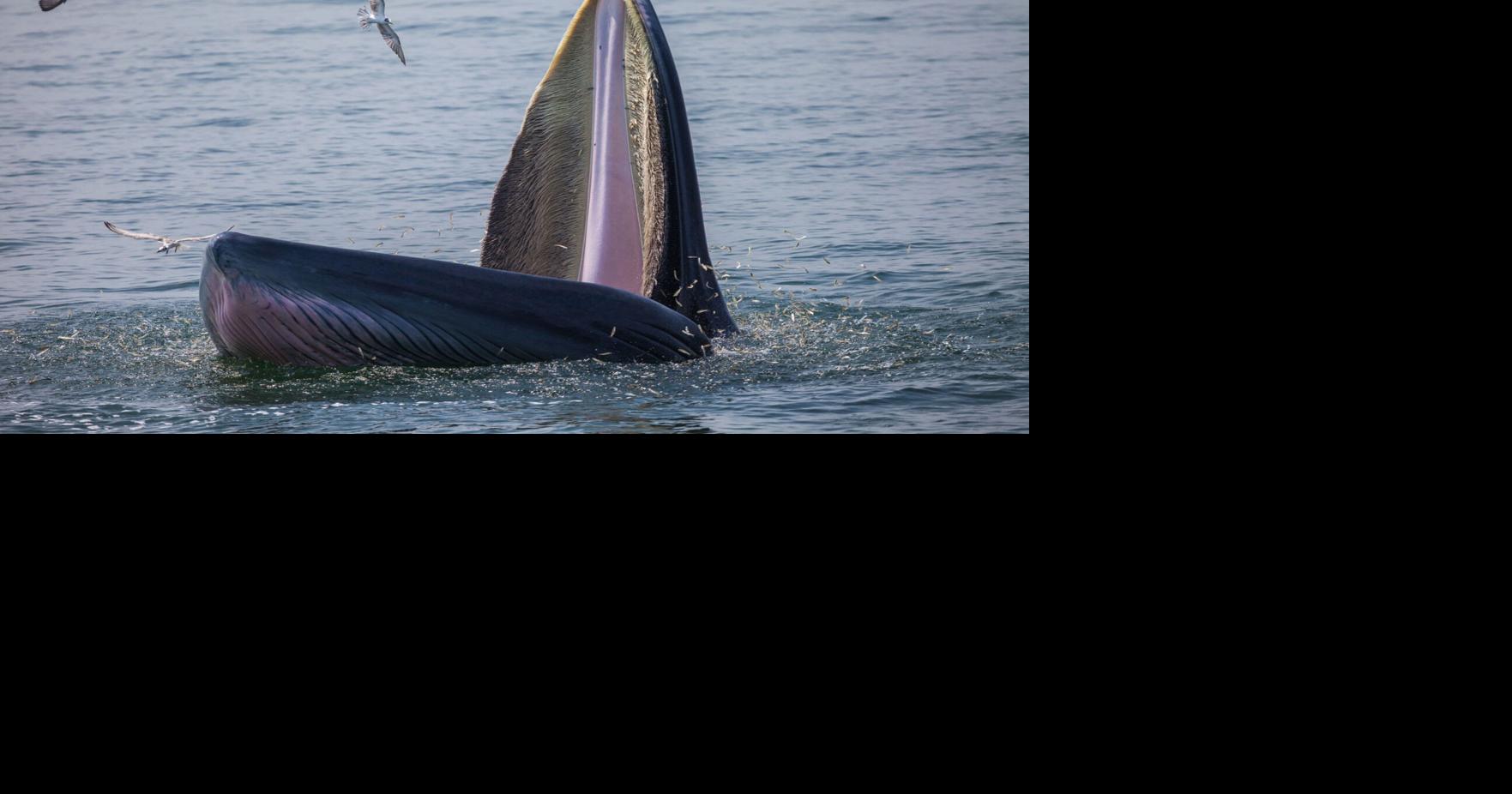 Trump regime ends key Endangered Species Act rules in Gulf of Mexico