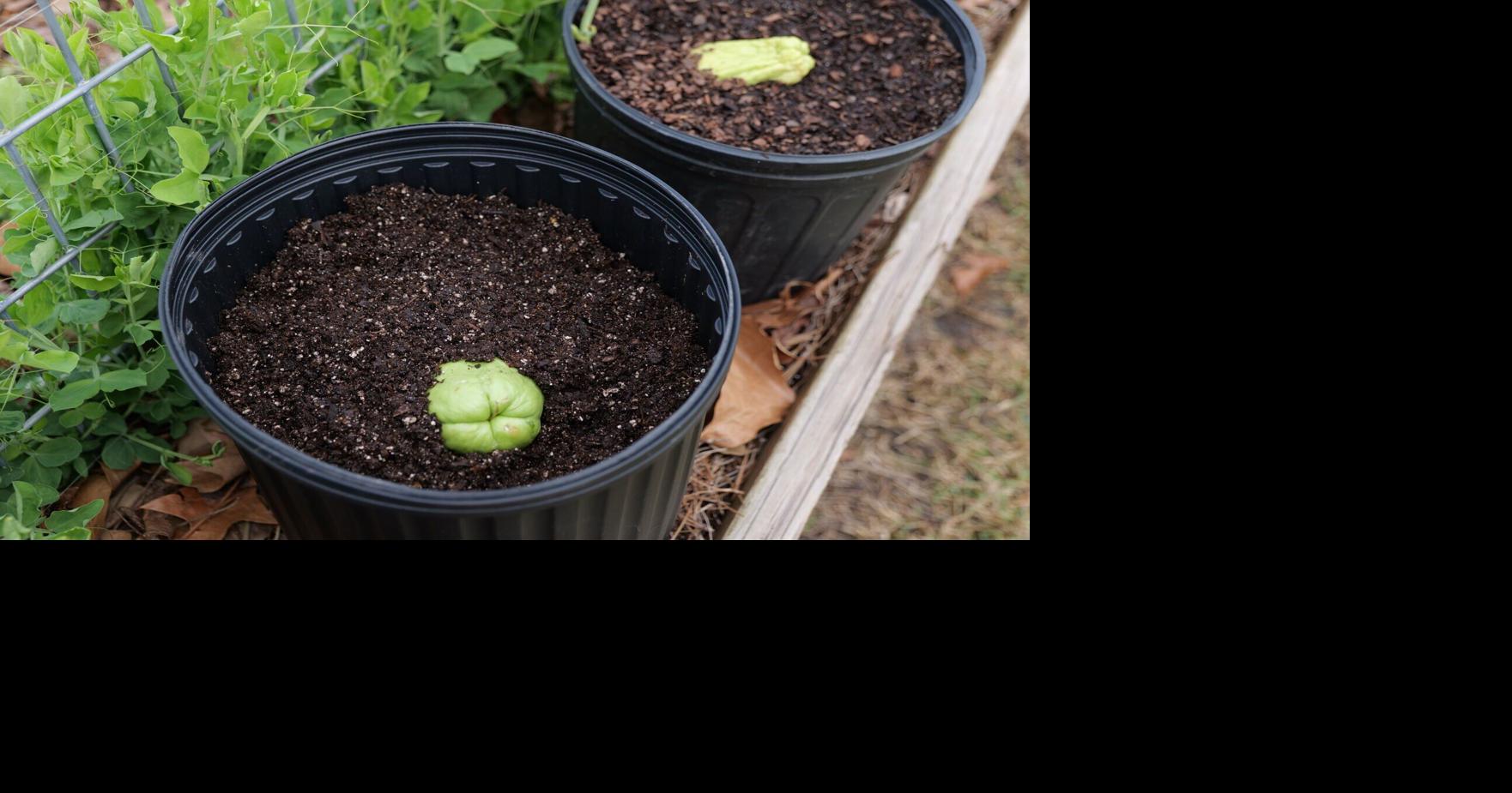 Mirlitons are part of Louisiana’s heritage — and they’re easy to grow at home. Here are some tips.