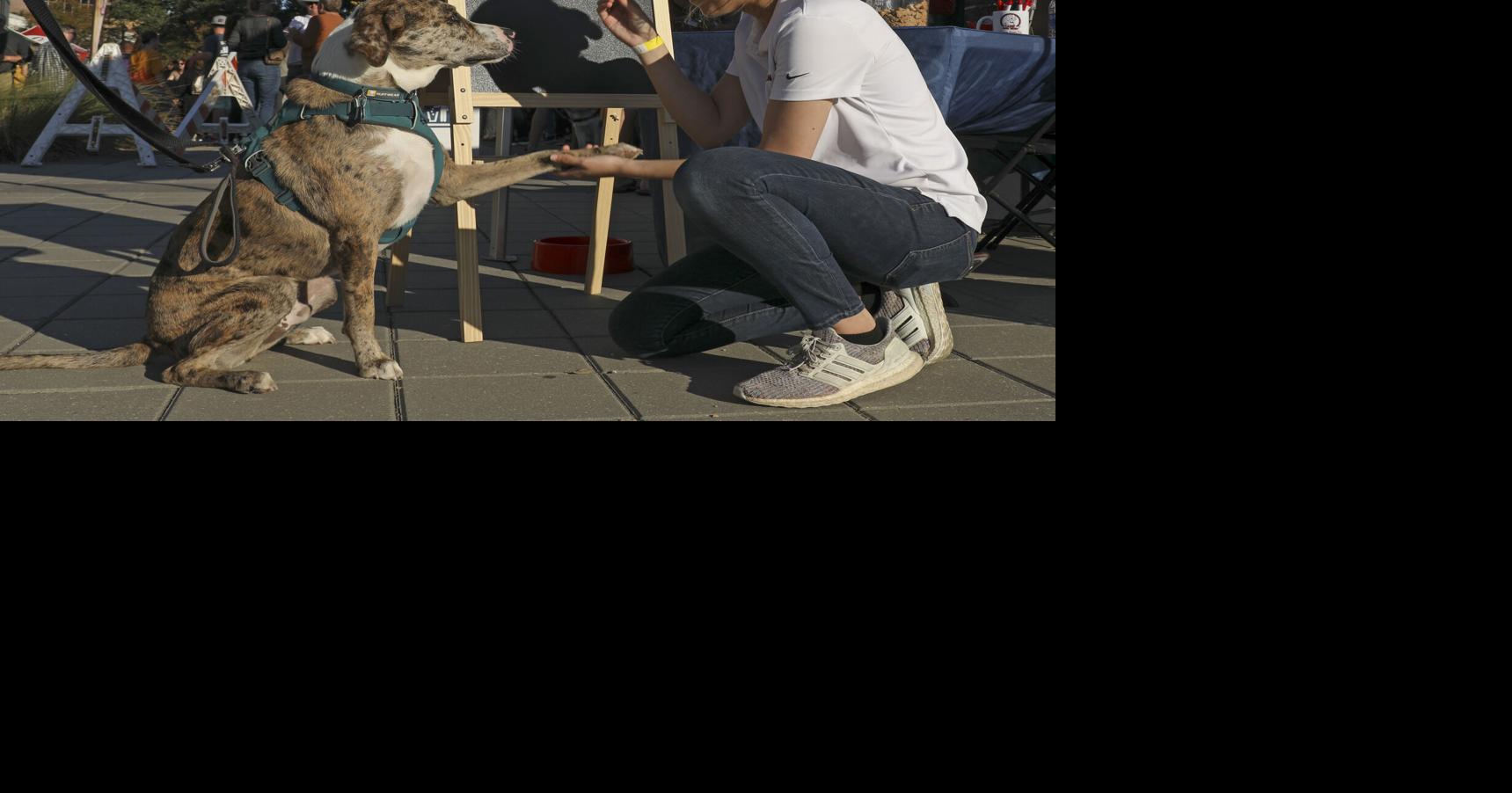 Means to cope if your senior canine is dropping its listening to | Entertainment/Existence