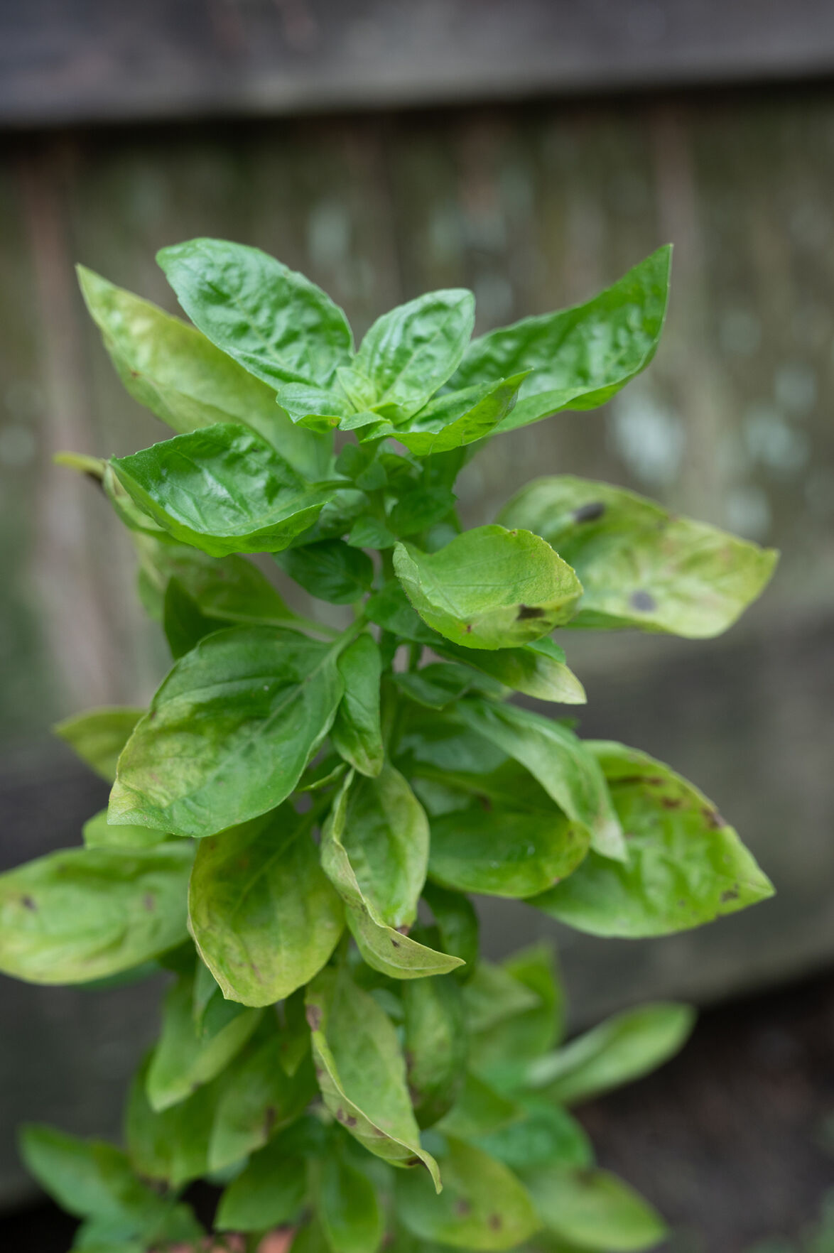 It s the right time to plant basil fertilize perennials and care