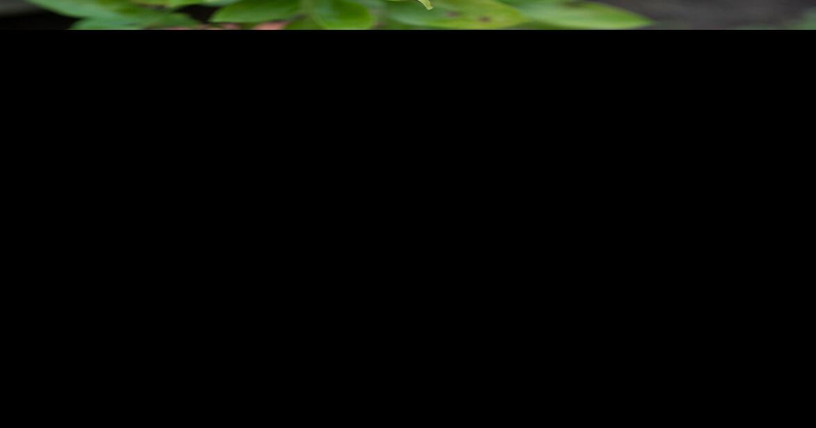 It's the right time to plant basil; fertilize perennials; and care for