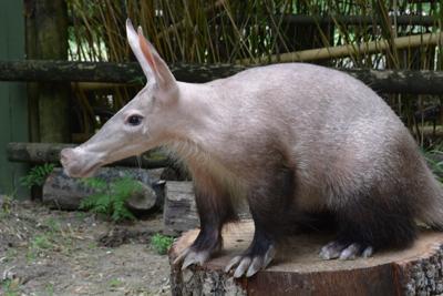 Groundhog Day 2023: Aardvark in New Orleans gives forecast | Weather |  